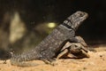 Madagascar spiny-tailed iguana (Oplurus cuvieri) and spider tort