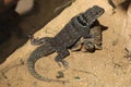 Madagascar spiny-tailed iguana (Oplurus cuvieri) and spider tort