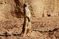 Madagascar Suricata on a clay landscape Royalty Free Stock Photo