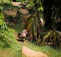 Madagascar Teal Anas bernieri Small dabbling duck