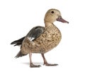 Madagascar teal duck, Anas bernieri, Isolated on white