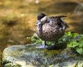 Madagascar Teal