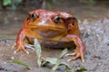 Madagascar Tomato frog Dyscophus antongilii close-up Royalty Free Stock Photo