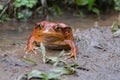 Africa: Madagascar Tomato frog Dyscophus antongilii Royalty Free Stock Photo