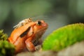 Madagascar tomato frog with house cricket Royalty Free Stock Photo