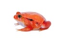 Madagascar tomato Frog isolated on white