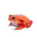 Madagascar tomato Frog isolated on white Royalty Free Stock Photo