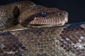 Madagascar tree boa Royalty Free Stock Photo