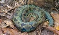 Africa: Madagascar tree boa Sanzinia madagascariensis in hibernation Royalty Free Stock Photo