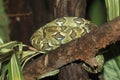 Madagascar tree boa