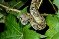 Madagascar tree boa, ranomafana, madagascar Royalty Free Stock Photo