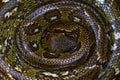 Madagascar Tree Boa, Sanzinia madagascariensis, big snake curled coiled up in the forest. Close-up detail in the forerst, Andasibe Royalty Free Stock Photo