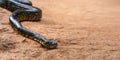 Madagascar tree boa snake - Sanzinia madagascariensis - slither on dusty ground, closeup detail, empty space for text