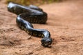 Madagascar tree boa snake - Sanzinia madagascariensis - slither on dusty ground, closeup detail Royalty Free Stock Photo