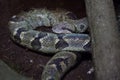 Madagascar tree boa (Sanzinia madagascariensis)