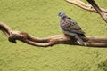 Madagascar turtle dove Royalty Free Stock Photo