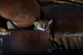 Madagascar urban wildlife, lemur in restaurant roof. Grey mouse lemur, Microcebus murinus, Kirindy Forest, endemic animal in Royalty Free Stock Photo