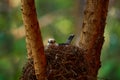 Madagascar wildlife, black and white animal. Vanga in the forest nest. Hook-billed vanga, Vanga curvirostris, bird family Vangidae