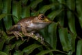 Madagascar wildlife. Madagascar Bright-eyed Frog, Boophis madagascariensis, Ranomafana NP in Madagascar. Endemic amphibian in the