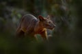 Madagascar wildlife - fosa, in the nature forest habitat. Cat dog like animal in green vegetation, Kirindy Forest, Madagascar