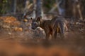 Madagascar wildlife - fosa, in the nature forest habitat. Cat dog like animal in green vegetation, Kirindy Forest, Madagascar.