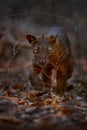 Madagascar wildlife. Fosa in shrubs bushes. Fosa, Cryptoprocta ferox, Kirindy Forest in Madagascar. Fosa, mammal in nature habitat