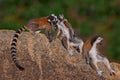 Madagascar wildlife, lemur family. Ring-tailed Lemur, Lemur catta family, cub on the back. Animal from Madagascar, Africa, orange