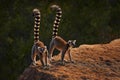 Madagascar wildlife. Monkey family, young cub. Madagascar wildlife, Ring-tailed Lemur, Lemur catta. Animal from Madagascar, Africa Royalty Free Stock Photo