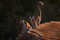 Madagascar wildlife. Monkey family, young cub. Madagascar wildlife, Ring-tailed Lemur, Lemur catta. Animal from Madagascar, Africa Royalty Free Stock Photo