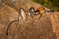 Madagascar wildlife. Monkey family, young cub. Madagascar wildlife, Ring-tailed Lemur, Lemur catta. Animal from Madagascar, Africa Royalty Free Stock Photo