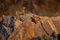 Madagascar wildlife. Monkey family, young cub. Madagascar wildlife, Ring-tailed Lemur, Lemur catta. Animal from Madagascar, Africa Royalty Free Stock Photo