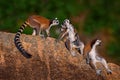 Madagascar wildlife, monkey two young. Ring-tailed Lemur, Lemur catta family, cub on the back. Animal from Madagascar, Africa, Royalty Free Stock Photo