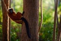 Madagascar wildlife. Red ruffed lemur, Varecia rubra, Park National Andasibe - Mantadia in Madagascar. Red brown monkey on the Royalty Free Stock Photo