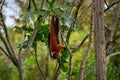 Madagascar wildlife. Red ruffed lemur, Varecia rubra, Park National Andasibe - Mantadia in Madagascar. Red brown monkey on the