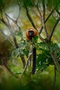 Madagascar wildlife. Red ruffed lemur, Varecia rubra, Park National Andasibe - Mantadia in Madagascar. Red brown monkey on the