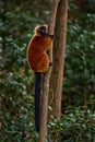 Madagascar wildlife. Red ruffed lemur, Varecia rubra, Park National Andasibe - Mantadia in Madagascar. Red brown monkey on the