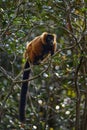 Madagascar wildlife. Red ruffed lemur, Varecia rubra, Park National Andasibe - Mantadia in Madagascar. Red brown monkey on the