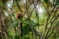 Madagascar wildlife. Red ruffed lemur, Varecia rubra, Park National Andasibe - Mantadia in Madagascar. Red brown monkey on the Royalty Free Stock Photo