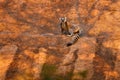 Madagascar wildlife, Ring-tailed Lemur, Lemur catta. Animal from Madagascar, Africa, orange eyes. Evening light sunset, Anja Royalty Free Stock Photo