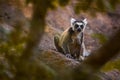 Madagascar wildlife, Ring-tailed Lemur, Lemur catta. Animal from Madagascar, Africa, orange eyes. Evening light sunset, Anja Royalty Free Stock Photo