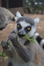 Madagaskar lemur in zoo