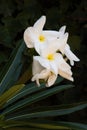 Madagaskar Palm Pachypodium lamerei 5845