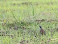 Madagaskarpatrijs, Madagascar Partridge, Margaroperdix madagarensis Royalty Free Stock Photo