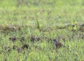 Madagaskarpatrijs, Madagascar Partridge, Margaroperdix madagarensis