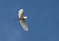 Madagaskarzilverreiger, Dimorphic Egret, Egretta dimorpha