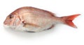 Madai, Japanese red sea bream