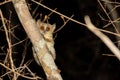 Madame Berthe`s mouse lemur, Microcebus berthae, Madagascar wildlife animal