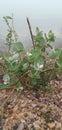 Madar flower growing on forest area