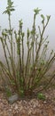 Madar flower growing on forest area