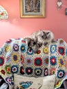 Maddison My Neva Masquerade Cat Sitting in Her Chair Royalty Free Stock Photo